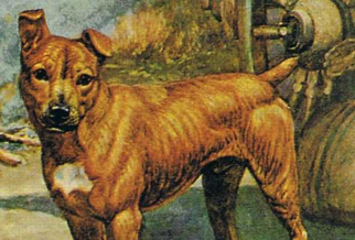 Jock of the Bushveld (1995)